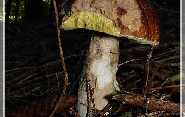 Et hop, dans le panier, avec ses copains les cèpes.... avant de finir dans la poêle de ce midi - Milhas - 31
