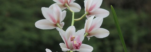 Orchidée Cymbidium