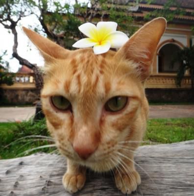 Les temples d'Angkor : ) 