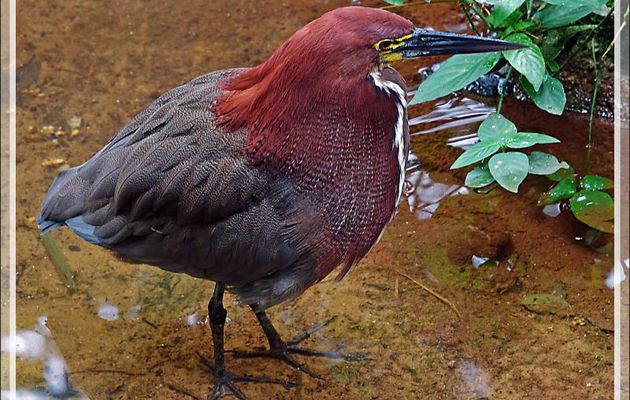 Onoré rayé, Rufescent tiger heron (Tigrisoma lineatum) - Parque das Aves - Foz do Iguaçu - Brésil