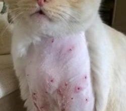 32 plombs retrouvés dans le corps d'un chat