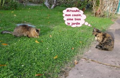 Mitsouko et Réglisse et mes plumes
