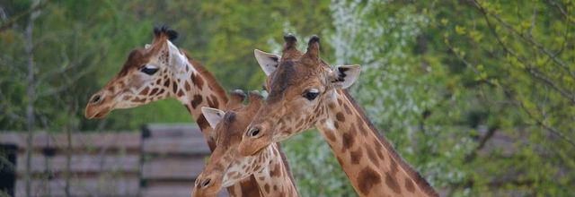 Parc Zoologique de Paris : La girafe d'Afrique de l'Ouest