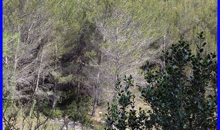 Le vallon des Escourtines