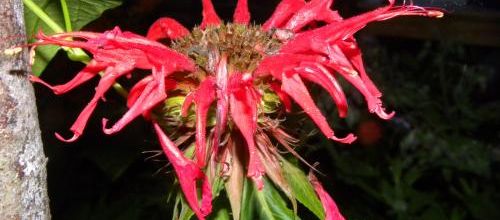 Fleurs dans la nuit