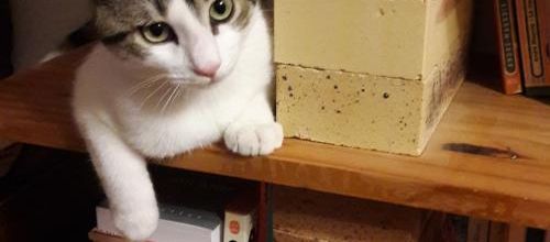 Un chat de bibliothèque^^