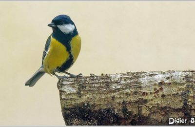 Mésange Charbonnière (3) - Parus major