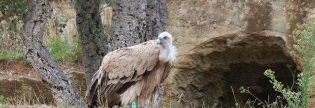 BIOPARC DE DOUÉ-LA-FONTAINE (2/2)