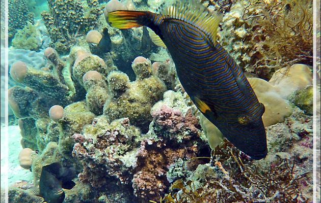 Un Baliste striè casse la croûte, aussitôt, une nuée de pique-assiette se pointe ! - Jardin de Corail - Motu Tautau - Taha'a - Polynésie française