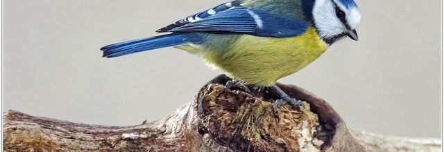 Mésange Bleue (6) - Cyanistes caeruleus