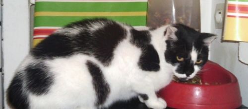Chats, chats, chats - Cats, cats, cats