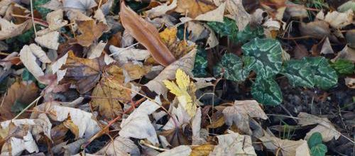 Petits travaux d'automne