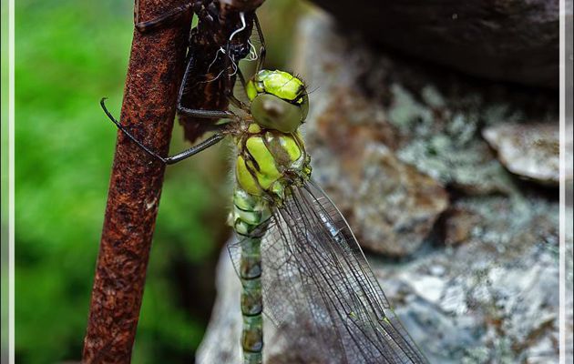 Une Libellule Æschne bleue vient de passer de la phase "larve" à la phase "imago" - Lartigau - Milhas - 31