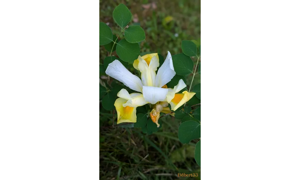 MES FLEURS DU JARDIN ET +++  -3