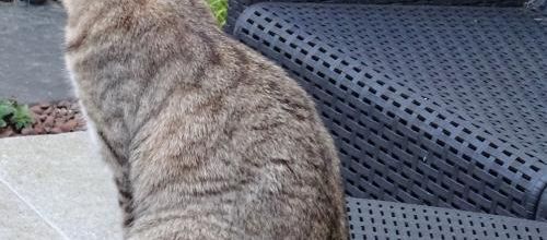 Dimanche c'est chat