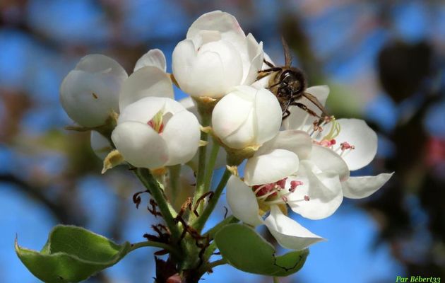 un bourdon et une abeille ... 