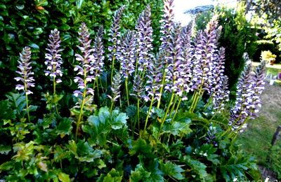Elles sont 33 au jardin et elles sont fleuries