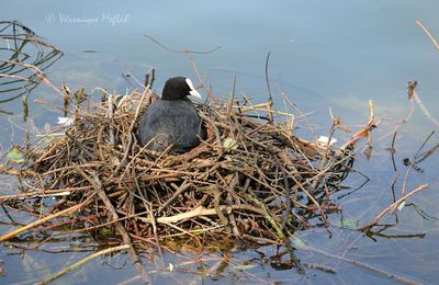 Lac Daumesnil : Foulque macroule 