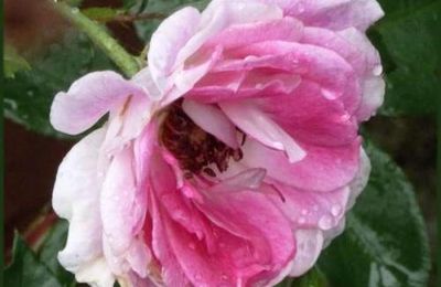 Brillant pink iceberg