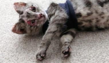 Un chaton brûlé survit miraculeusement