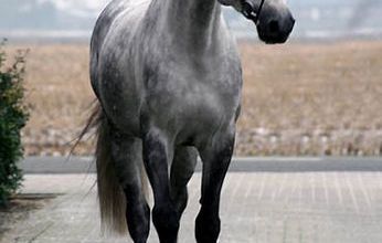 Un Poney