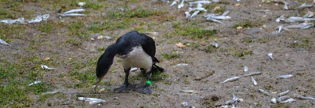 Ménagerie du Jardin des Plantes : Cormoran Pie