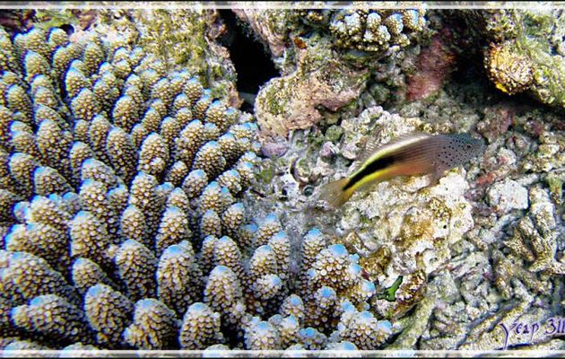 Poisson-faucon de Forster ou à taches de rousseur ou Épervier à bande noire, Forster's or Freckled hawkfish (Paracirrhites forsteri) - Snorkeling à Thudufushi - Atoll d'Ari - Maldives