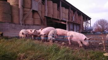 Cochons à la recherche de topinanbours
