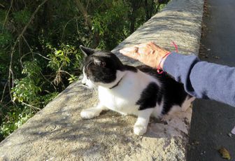 une belle minette ! hi hi