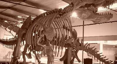Dino