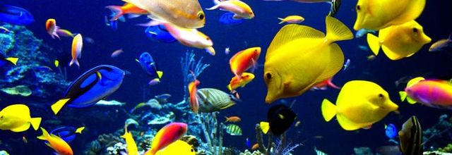 Documentaires sur les poissons