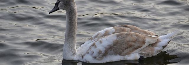 Parc du Château de Rambouillet : Jeune cygne tuberculé 