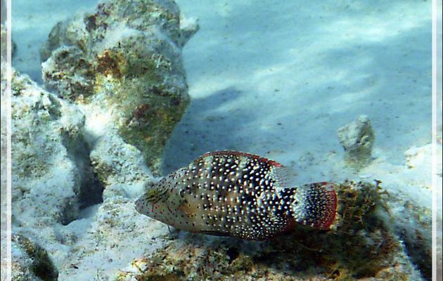 Vieille à triple queue ou Galame ou Labre maori trilobé, Triple tail wrass or Trilobed maori wrasse (Cheilinus trilobatus) - Lagon de la Pension Kuriri - Maupiti - Polynésie française