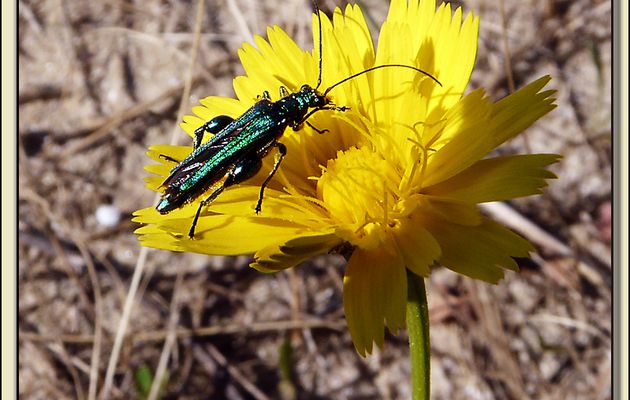 Oedemère (Oedemera nobilis) mâle - La Couarde-sur-Mer - Ile de Ré - 17