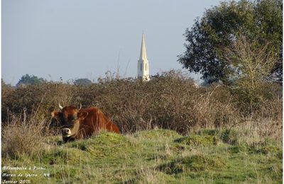 Le marais de Lyarne - Les Moutiers en Retz - Janvier 2015