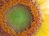 Huile de tournesol biologique, première pression à froid