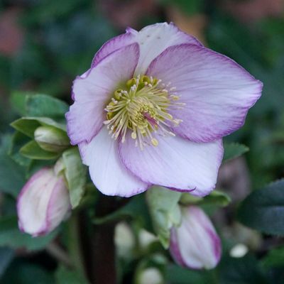 La saison des hellébores