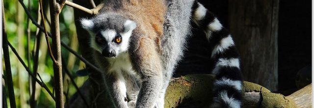Maki Catta (1) - Lemur catta