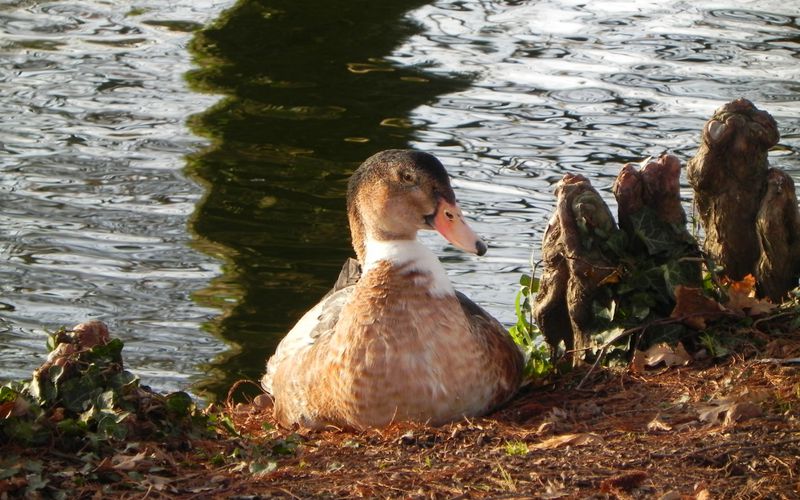 le canard et ...