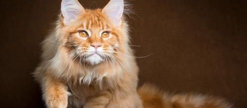 15 belles photos de Maine Coon