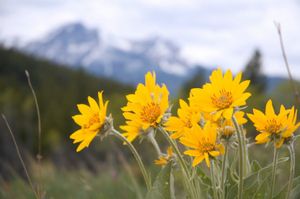 L’arnica, une plante pas comme les autres