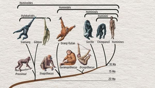 Du singe à l'homme