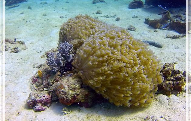 Corail mou : Anémone-corail (Goniopore ?) - Spot Les 2 Sœurs - Tsarabanjina - Archipel Mitsio - Madagascar
