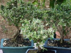 Des plantes qui envoient des SMS pour dire qu'elles ont soif
