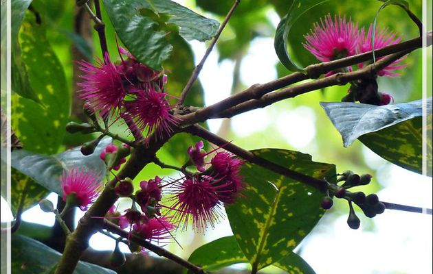 Fleur de Jambosier rouge ou Pomme rose (Syzygium malaccense) - Forêt autour du Belvédère - Moorea - Polynésie française
