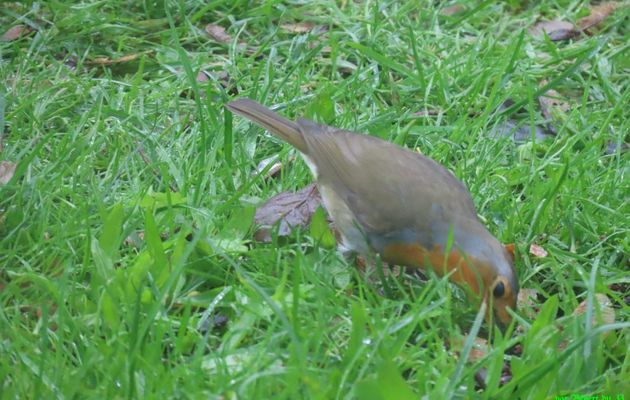 les oiseaux de mon jardin