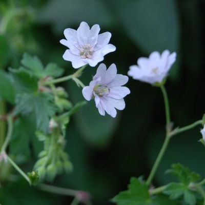 Geranium pyrenaicum 'Album'