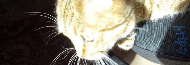 Dimanche c'est chat
