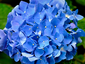 L'hortensia bleu ... 