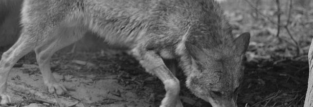 Rambouillet : Le loup de retour en Île-de-France ?
